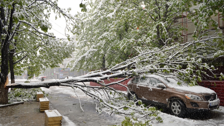 Numărul copacilor doborâţi de zăpadă creşte în permanenţă. Situaţia în Chișinău ca urmare a condițiilor meteo (FOTO)