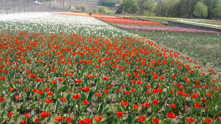 PARADISUL LALELELOR DE LA BARDAR! Cresc zeci de specii cu o varietate impresionantă de forme și culori (FOTO) 