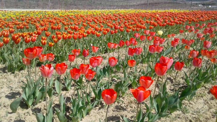 PARADISUL LALELELOR DE LA BARDAR! Cresc zeci de specii cu o varietate impresionantă de forme și culori (FOTO) 