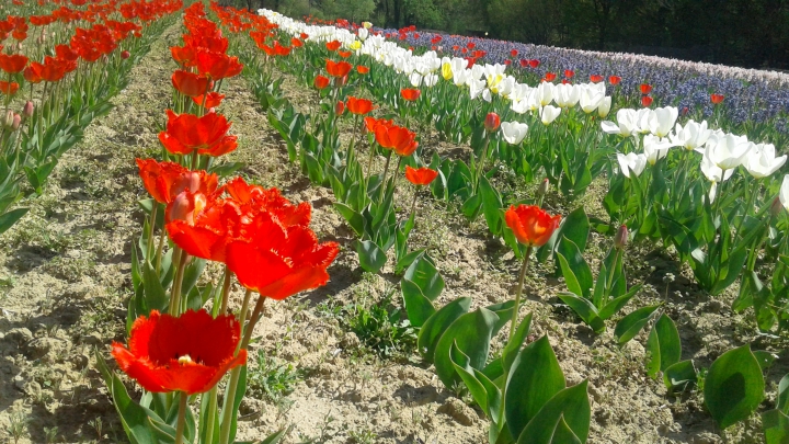 PARADISUL LALELELOR DE LA BARDAR! Cresc zeci de specii cu o varietate impresionantă de forme și culori (FOTO) 