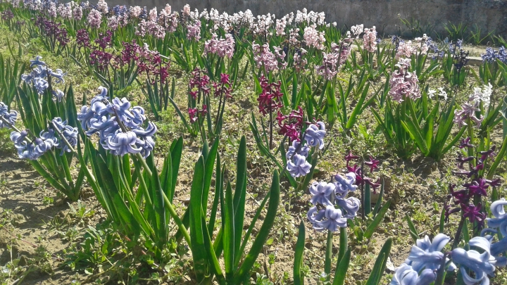 PARADISUL LALELELOR DE LA BARDAR! Cresc zeci de specii cu o varietate impresionantă de forme și culori (FOTO) 