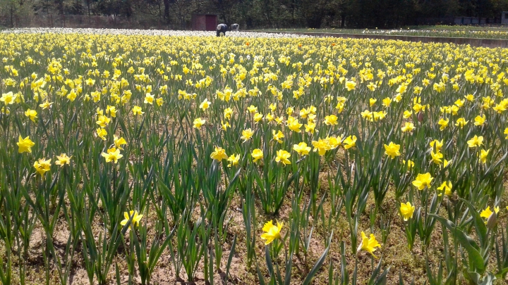 PARADISUL LALELELOR DE LA BARDAR! Cresc zeci de specii cu o varietate impresionantă de forme și culori (FOTO)