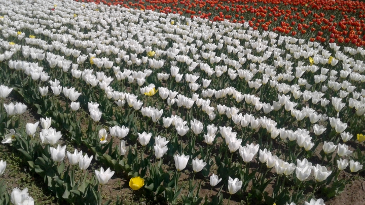 PARADISUL LALELELOR DE LA BARDAR! Cresc zeci de specii cu o varietate impresionantă de forme și culori (FOTO) 