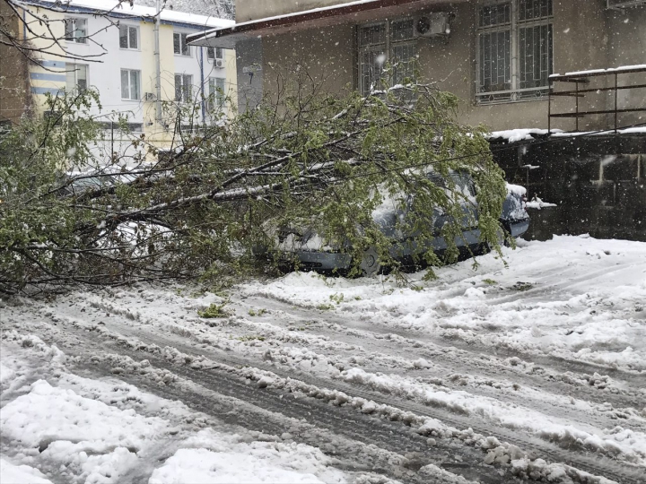 Lalele în zăpadă. Peisajul dezolant de frumos lăsat de ninsoarea din aprilie (GALERIE FOTO)