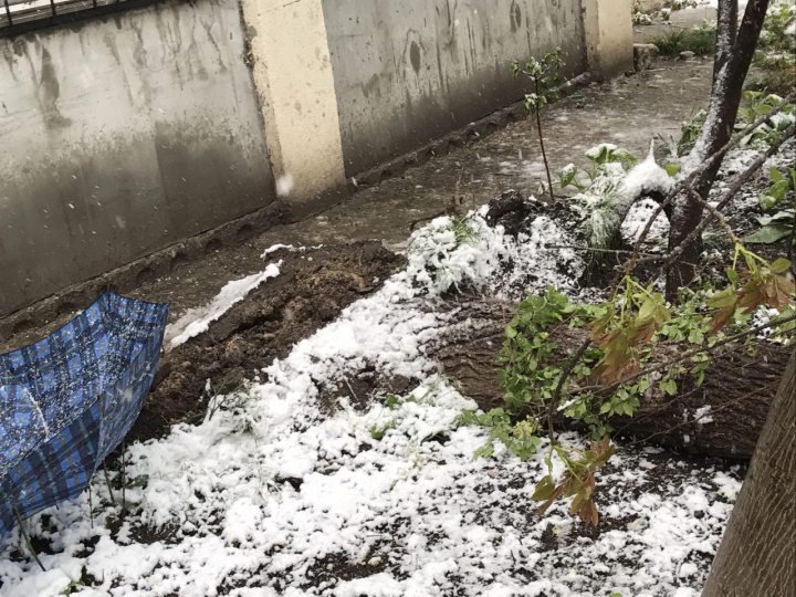 Lalele în zăpadă. Peisajul dezolant de frumos lăsat de ninsoarea din aprilie (GALERIE FOTO)