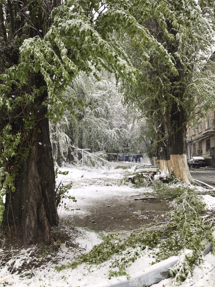 Lalele în zăpadă. Peisajul dezolant de frumos lăsat de ninsoarea din aprilie (GALERIE FOTO)