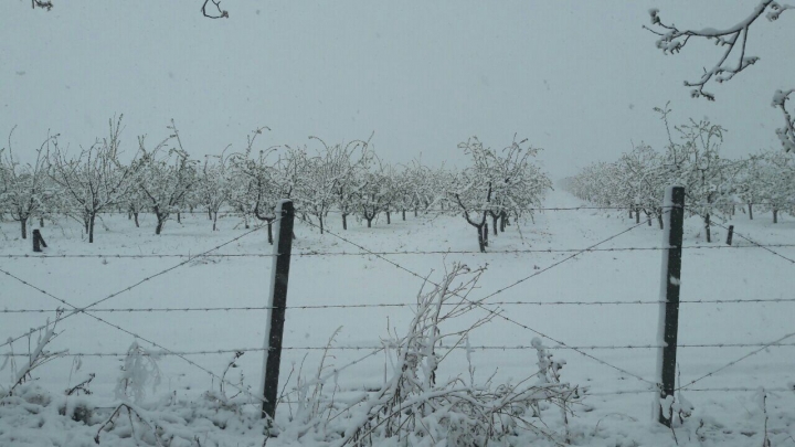Lalele în zăpadă. Peisajul dezolant de frumos lăsat de ninsoarea din aprilie (GALERIE FOTO)