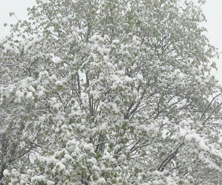 Lalele în zăpadă. Peisajul dezolant de frumos lăsat de ninsoarea din aprilie (GALERIE FOTO)