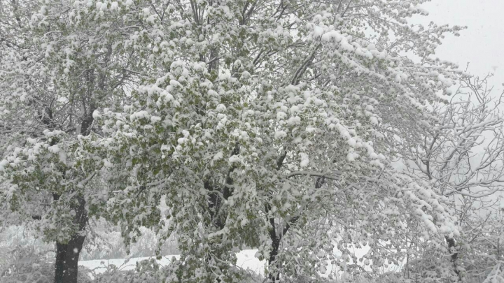 Lalele în zăpadă. Peisajul dezolant de frumos lăsat de ninsoarea din aprilie (GALERIE FOTO)