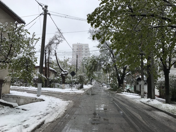Lalele în zăpadă. Peisajul dezolant de frumos lăsat de ninsoarea din aprilie (GALERIE FOTO)
