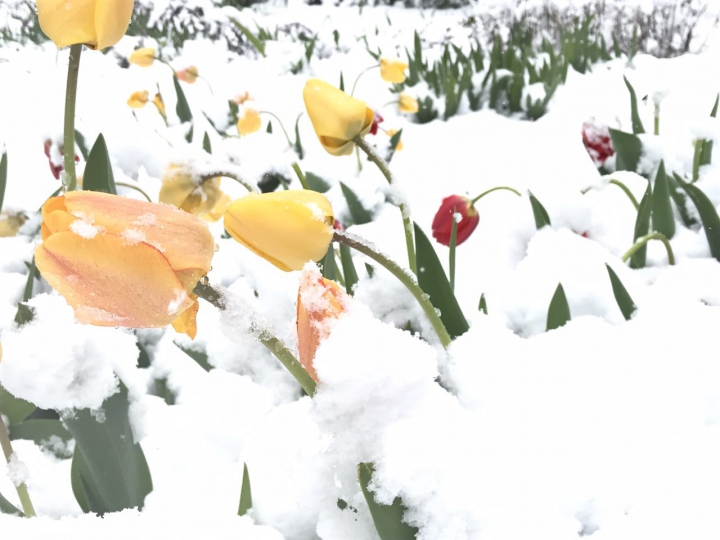Lalele în zăpadă. Peisajul dezolant de frumos lăsat de ninsoarea din aprilie (GALERIE FOTO)