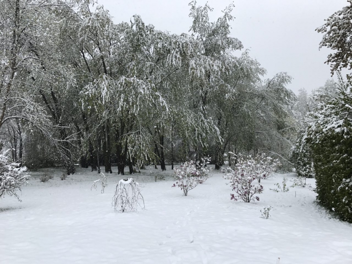 Lalele în zăpadă. Peisajul dezolant de frumos lăsat de ninsoarea din aprilie (GALERIE FOTO)