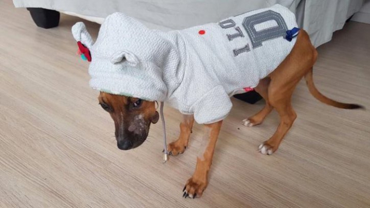 Poveste impresionatnă. Un copil a parcurs o distanță enormă ca să salveze viața cățelului. Efortul i-a fost recompensat (FOTO)