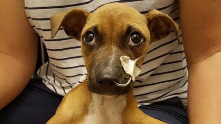 Poveste impresionatnă. Un copil a parcurs o distanță enormă ca să salveze viața cățelului. Efortul i-a fost recompensat (FOTO)