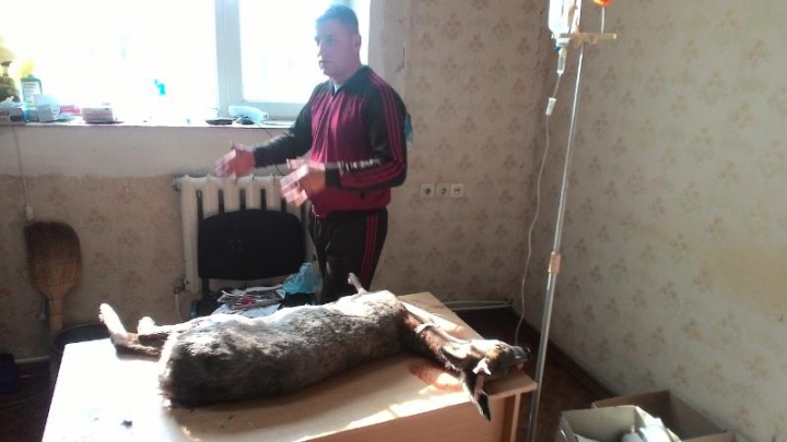 Un căprior, sfâşiat de un maidanez la Ştefan Vodă. Veterinarul nu l-a mai putut salva (FOTO)