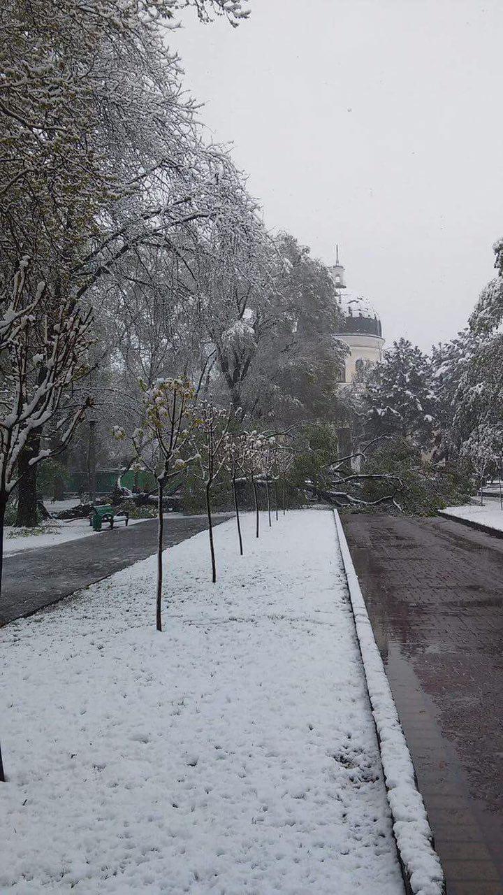 COPAC PRĂBUȘIT peste o gheretă de flori în centrul Capitalei. (FOTO)