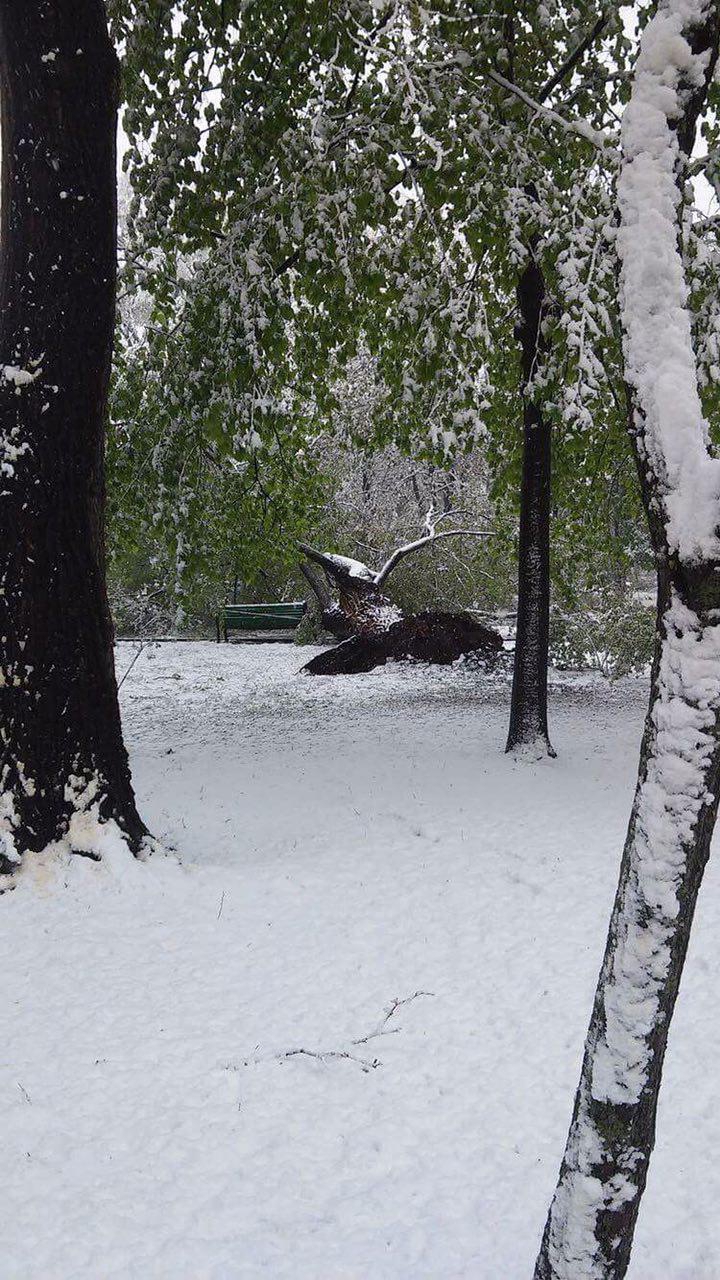 COPAC PRĂBUȘIT peste o gheretă de flori în centrul Capitalei. (FOTO)