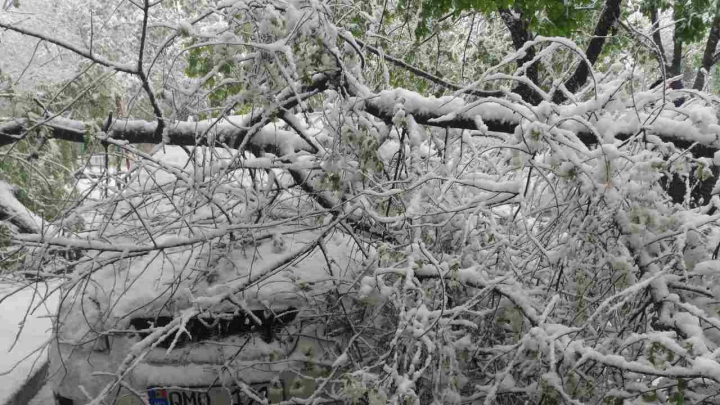 O maşină, STRIVITĂ de copaci pe o stradă din sectorul Botanica (GALERIE FOTO)