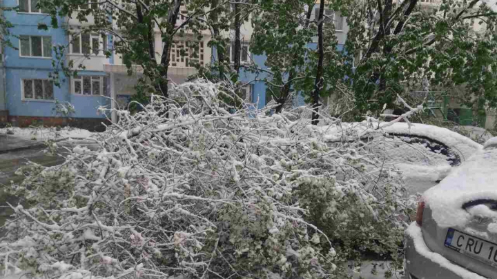 O maşină, STRIVITĂ de copaci pe o stradă din sectorul Botanica (GALERIE FOTO)