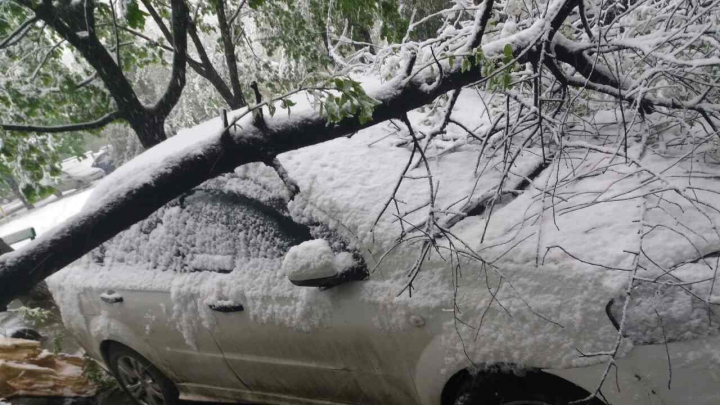 O maşină, STRIVITĂ de copaci pe o stradă din sectorul Botanica (GALERIE FOTO)