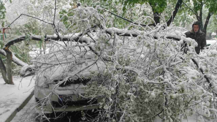 O maşină, STRIVITĂ de copaci pe o stradă din sectorul Botanica (GALERIE FOTO)