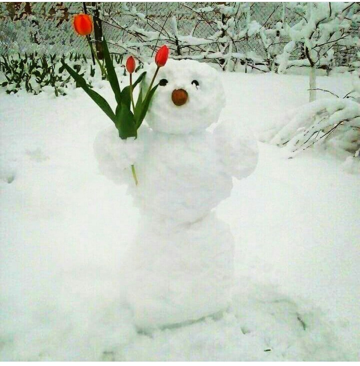 Lalele în zăpadă. Peisajul dezolant de frumos lăsat de ninsoarea din aprilie (GALERIE FOTO)