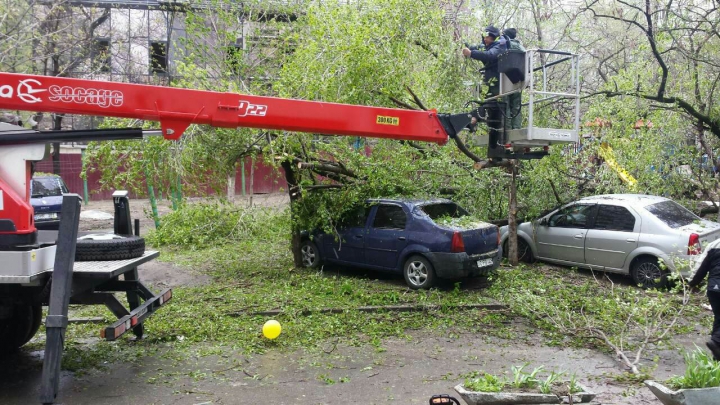 IMAGINI DE GROAZĂ! Un copac S-A PRĂBUŞIT peste mai multe maşini parcate într-o curte din Capitală (FOTO)