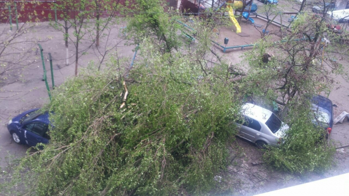 IMAGINI DE GROAZĂ! Un copac S-A PRĂBUŞIT peste mai multe maşini parcate într-o curte din Capitală (FOTO)