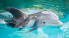 Reproducerea delfinilor și orcilor în captivitate, strict interzisă în Franța