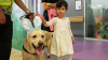 Terapie neobişnuită. Câinii poliţiei din Australia aduc jucării copiilor bolnavi din spitale