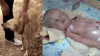 NO COMMENT! Un bebeluş ÎNGROPAT DE VIU, salvat de la moarte de un câine (VIDEO)