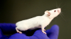 Revoluţionar! O echipă de cercetători americani a reușit eliminarea virusului HIV la șoareci