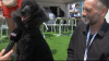 "Câinele de Palmier". Patrupezii au luat locul vedetelor de pe covorul roşu de la Cannes