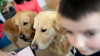 STUDIU: Câinii sunt capabili să proceseze cuvintele pe care le învaţă de la oameni 