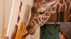 Deliciul vizitatorilor! O girafă pictează într-o rezervație pentru lei din Nevada (VIDEO)