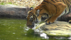 O îngrijitoare de la o grădină zoologică din Marea Britanie a fost ucisă de un tigru