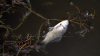 Peşte mort în lacul din Valea Morilor. Ce spun pescarii şi directorul parcului (VIDEO)