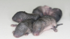 Viață cu ajutorul tehnologiei! Oamenii de știință au creat niște pui de șoareci cu printarea 3D