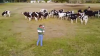 El le cântă, ele îl admiră. Muzică și concerte în fața vacilor (VIDEO)
