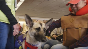 Terapie cu animale în aeroporturi, pentru relaxarea călătorilor