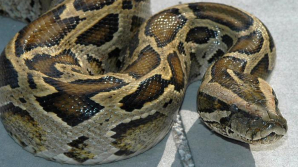 Un piton lung de PESTE TREI METRI a fost găsit la tomberon, în ograda unui bloc de locuinţe