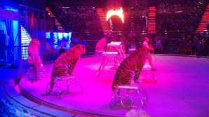 România: Circul nu va mai avea voie să folosească animale sălbatice în spectacole