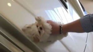 Gest revoltător. Un adolescent își curăța mașina de lux, folosindu-și cățelul pe post de șomoiog (FOTO)