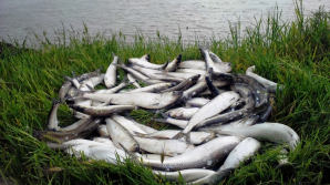 NINGE cu pești. Pe malul mării Ohotsk au eșuat zeci de tone de scrumbie, din cauza refluxului