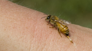 CAZ TRAGIC la grădina zoologică din Ploieşti. Un îngrijitor a murit după ce a fost înţepat de o viespe