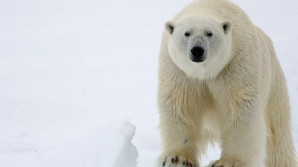 Polul Nord se va muta în Europa! Predicţiile ALARMANTE ale ştiinţei