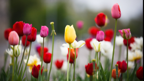 În următoarele zile vremea se va încălzi. Câte grade vom avea în termometre