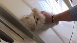 REVOLTĂTOR! Un bărbat din Marea Britanie şi-a şters maşina de lux cu propriul câine