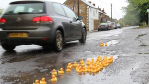 PROTEST INEDIT! Rațele SEMNALIZEAZĂ gropile din asfalt. Şoferii, UIMIŢI! Ce spun consilierii locali