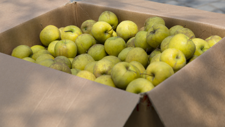 Campanie socială: Un măr în schimbul unei ţigări, de Ziua Mondială Antitutun (FOTOREPORT)